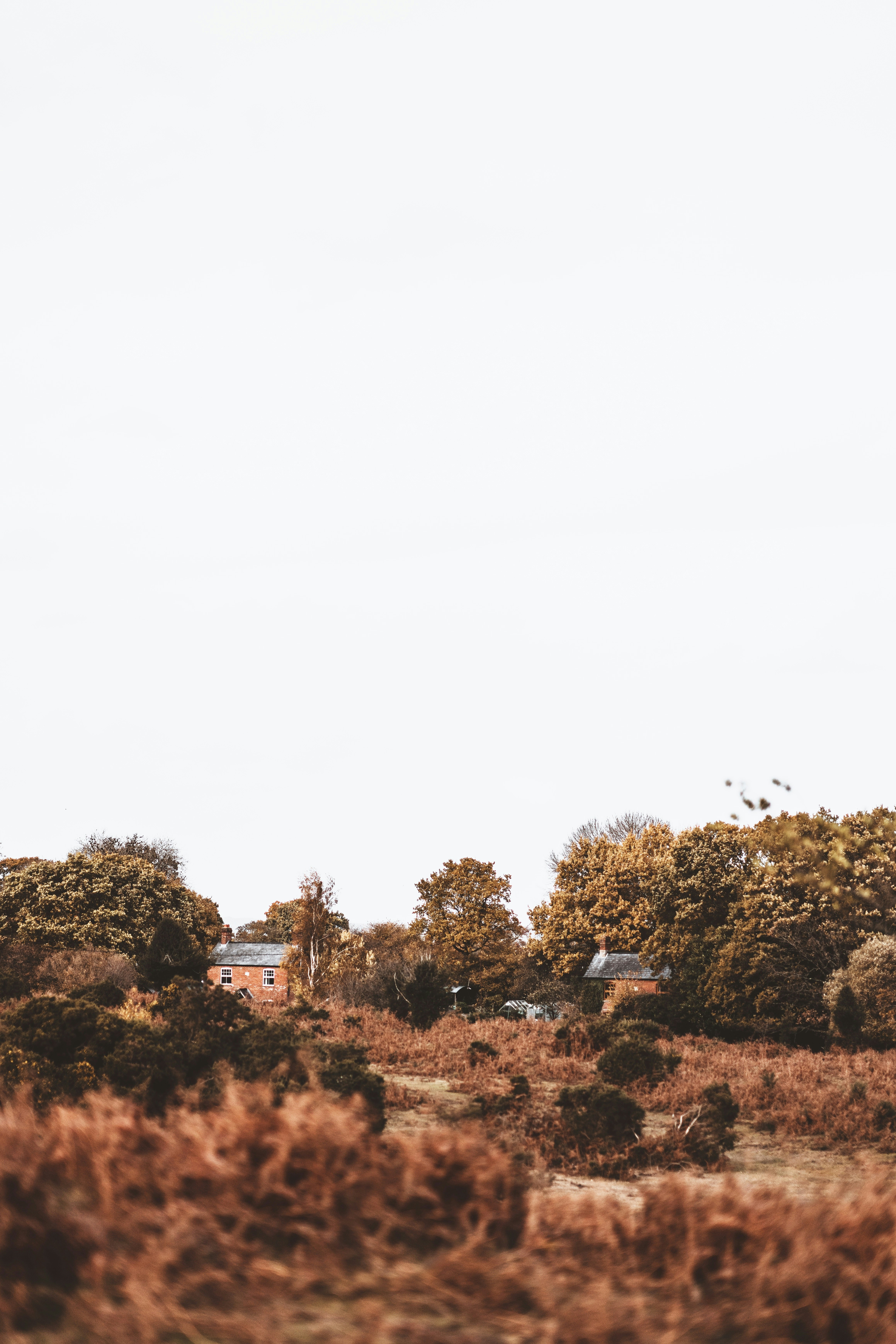 house and trees during day